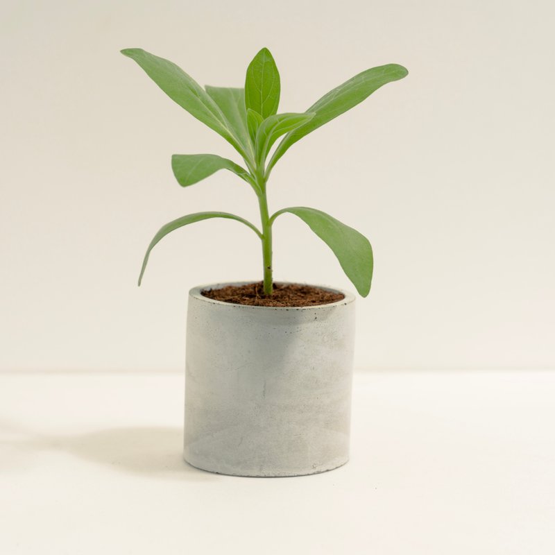 白水木│泥作系列│福所栽 - 盆栽/植栽 - 水泥 綠色
