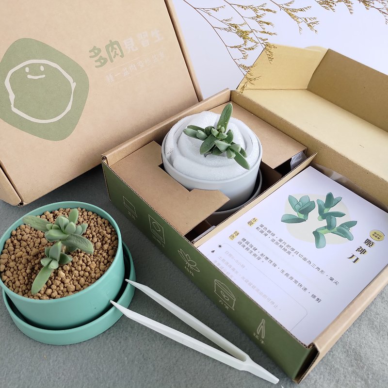 Succulent Potted Plant Package - Jishendao - Plants & Floral Arrangement - Plants & Flowers 