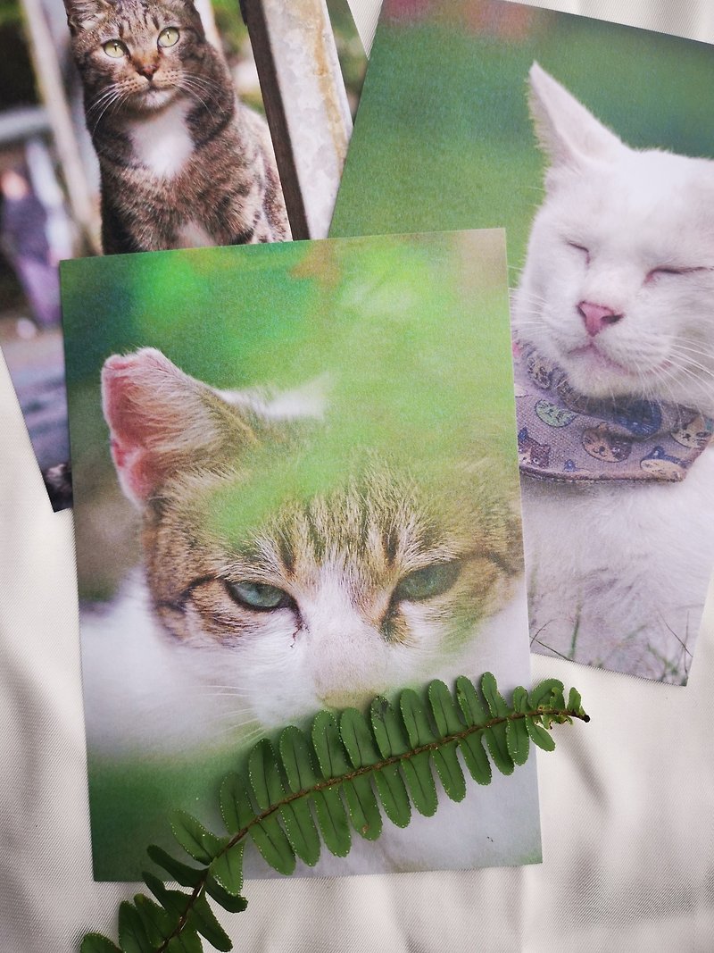 Houtong cat postcard - Cards & Postcards - Paper 