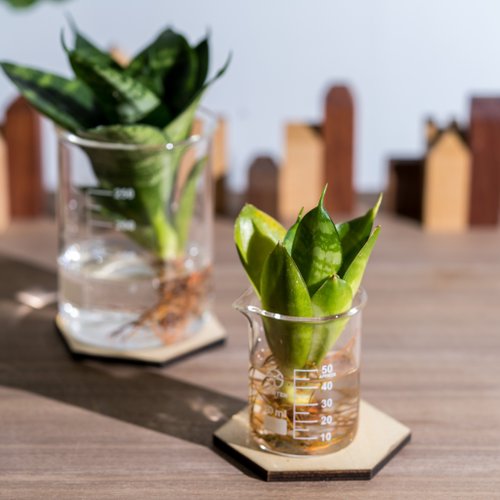 純粋な水耕栽培植物 - サンスベリアとシャンスギフト - ショップ