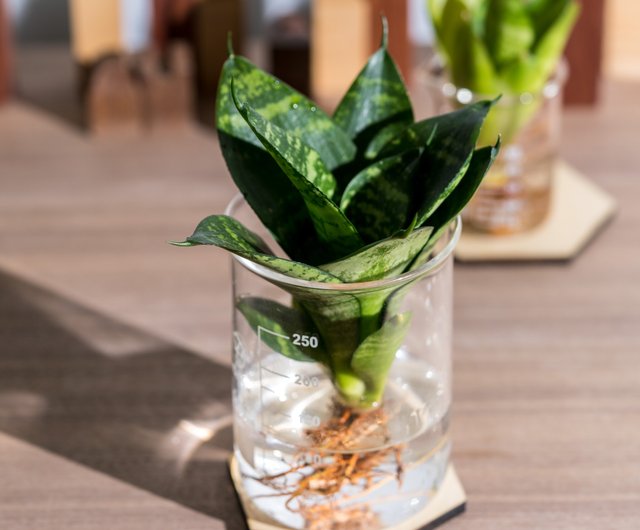 純粋な水耕栽培植物 - サンスベリアとシャンスギフト - ショップ