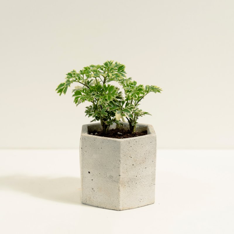 雪花福祿桐│泥作系列│福所栽 - 盆栽/植栽 - 水泥 綠色