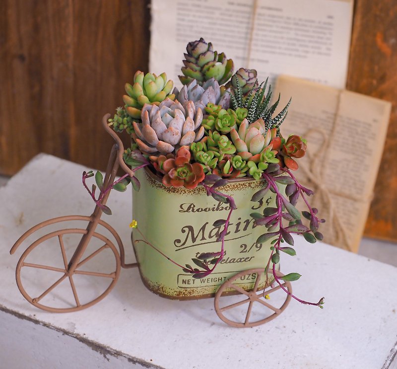 Healing Series | Potted succulent plants full of happiness - ตกแต่งต้นไม้ - โลหะ 