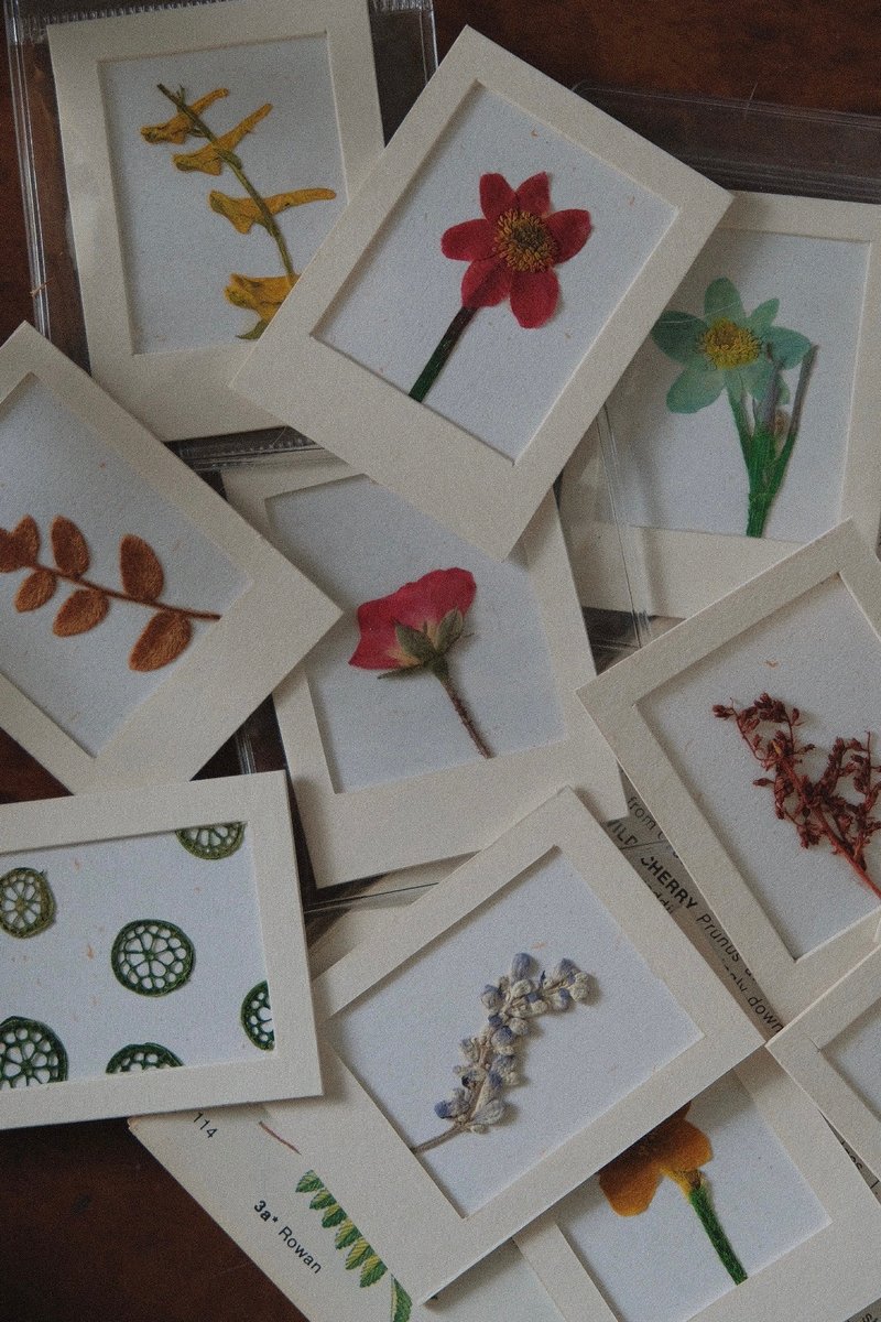 Pressed flower specimens/plant illustrations, handbook materials, photo items, pressed flowers, polaroid flower cards, bookmarks - Bookmarks - Plants & Flowers Multicolor