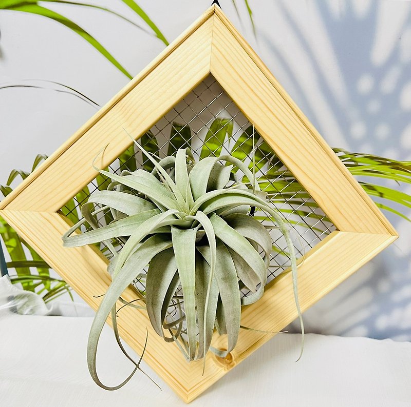 Air pineapple picture frame space arrangement exchange gift graduation gift - Plants - Wood Gold
