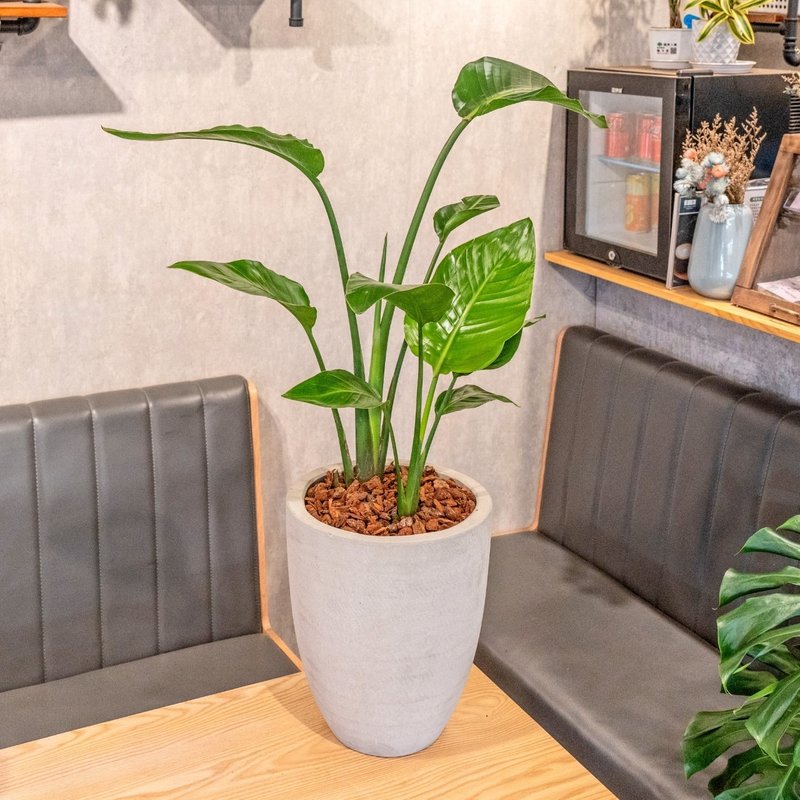 Bird of Paradise Stone Stone Elegant Stone Flower Pot Opening Flower Pot Foliage Plants Home Decoration - ตกแต่งต้นไม้ - พืช/ดอกไม้ 