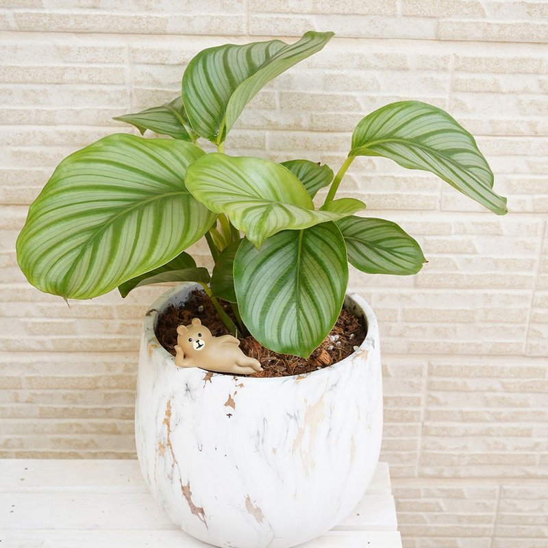 [Flower Plants] Green Apple Maranta Marble Potted Ornamental Plants Greening Potted Planting - Plants - Plants & Flowers 