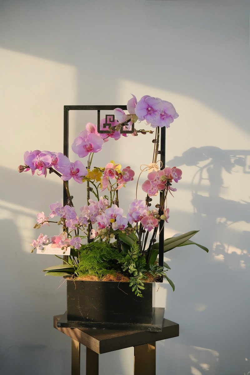 *New Year Orchid*Phalaenopsis set of 12 orchids with pots - ตกแต่งต้นไม้ - พืช/ดอกไม้ หลากหลายสี