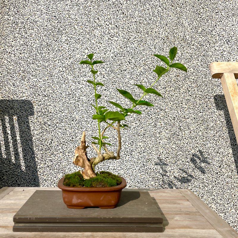 Small bonsai-Shou Niangzi relic bonsai - ตกแต่งต้นไม้ - พืช/ดอกไม้ 