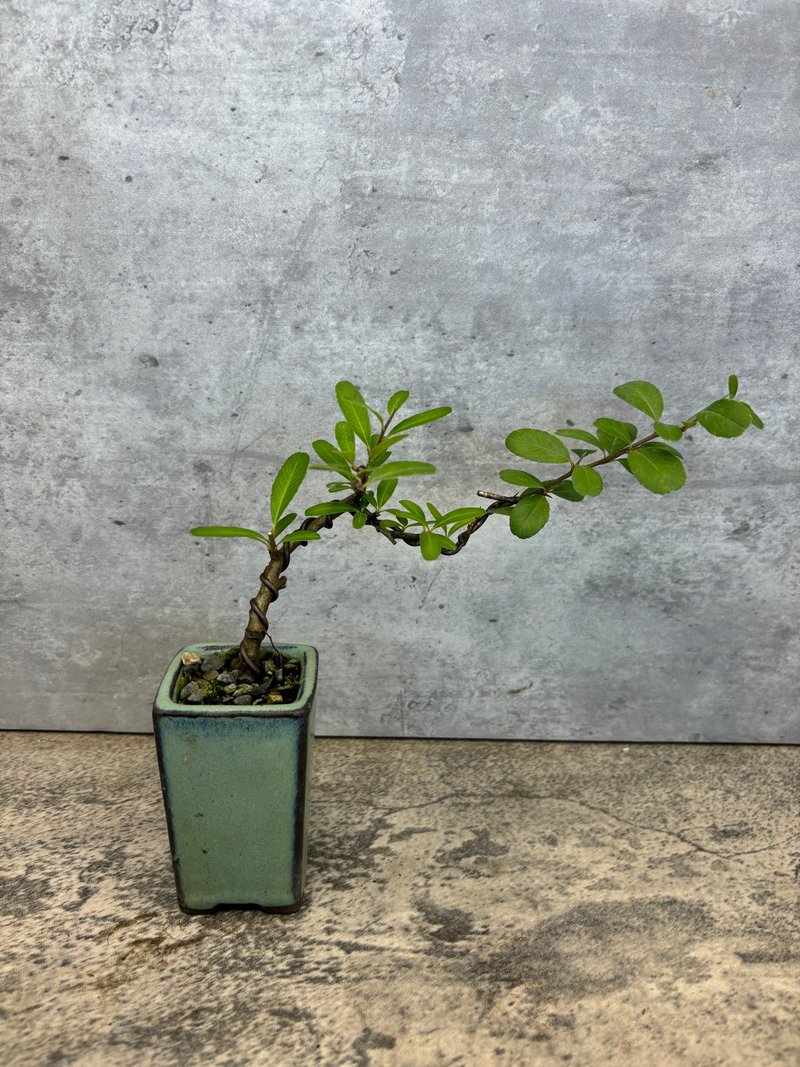 狀元紅  迷你盆栽 - 植栽/盆栽 - 植物．花 