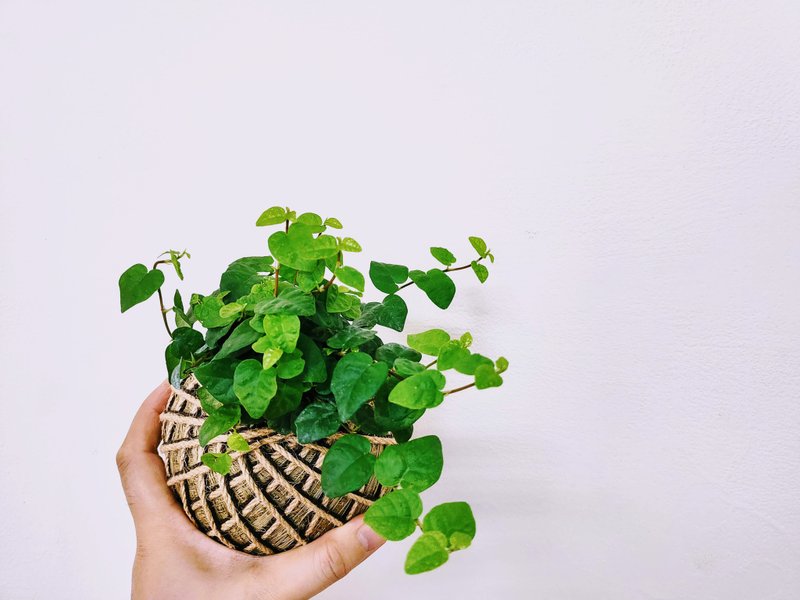 綠葉薜荔苔球│板植│居家裝飾│室內植物 - 盆栽/植栽 - 植物．花 綠色