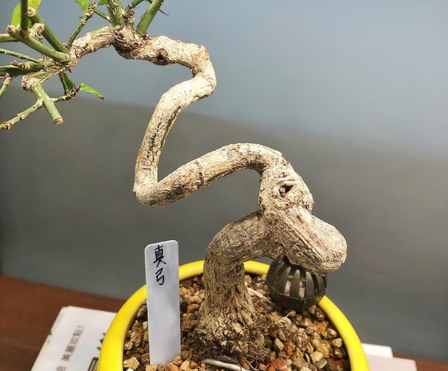 真弓Shintani Mayumi - 設計館盆景星球Bonsai Planet 植栽/盆栽- Pinkoi