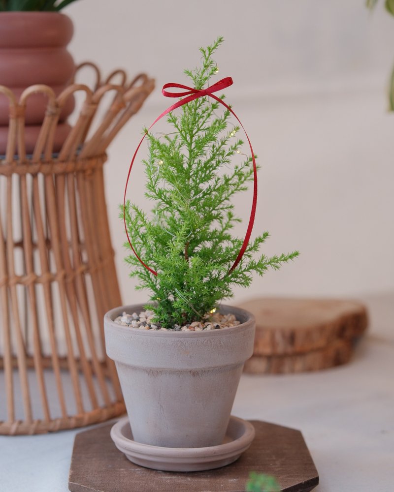 Cedar/Christmas tree - ตกแต่งต้นไม้ - พืช/ดอกไม้ 