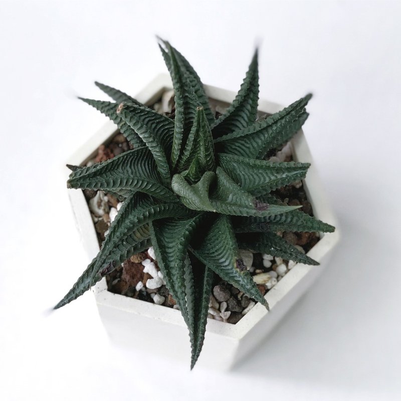 植栽瑕疵出清 | 琉璃殿 六邊形漸層水泥多肉植栽 ( 現貨 ) - 盆栽/植栽 - 植物．花 灰色