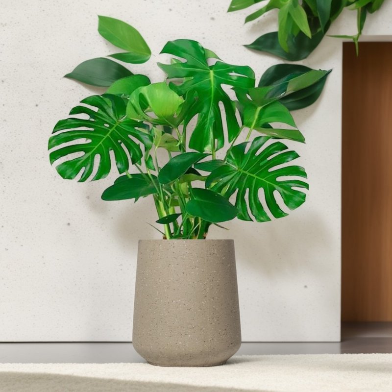 Turtle taro Cement potted floor-standing potted plant large potted latte Brown terrazzo flower pot opening gift - ตกแต่งต้นไม้ - พืช/ดอกไม้ 