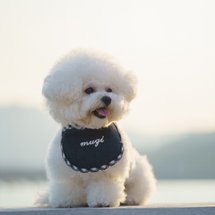 DENIM BIB - Handmade Denim Embroidered Pet Bandana