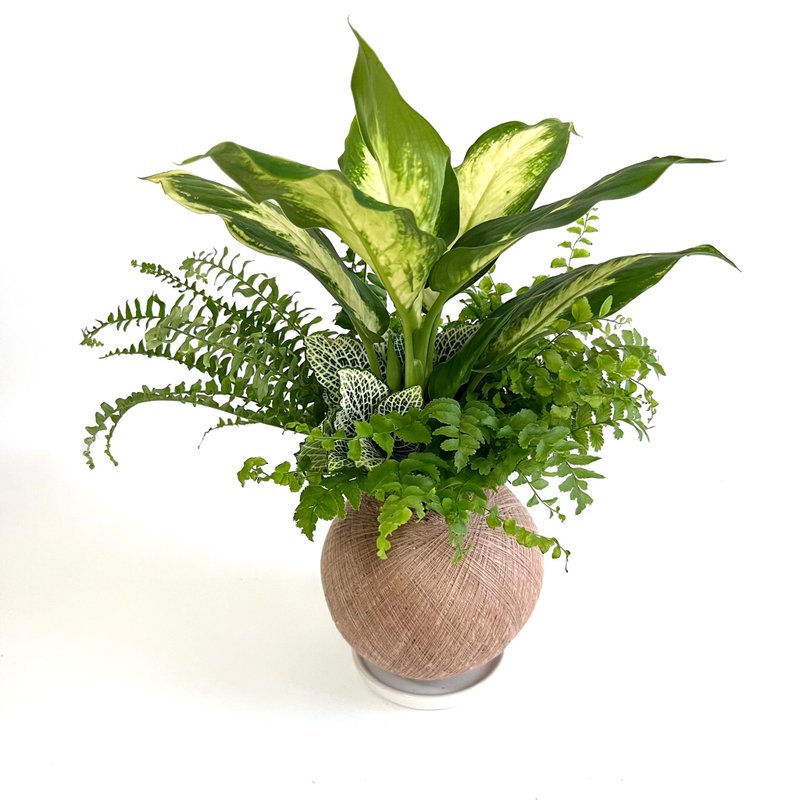白玉黛粉葉 四品組合植栽苔球 - 盆栽/植栽 - 植物．花 