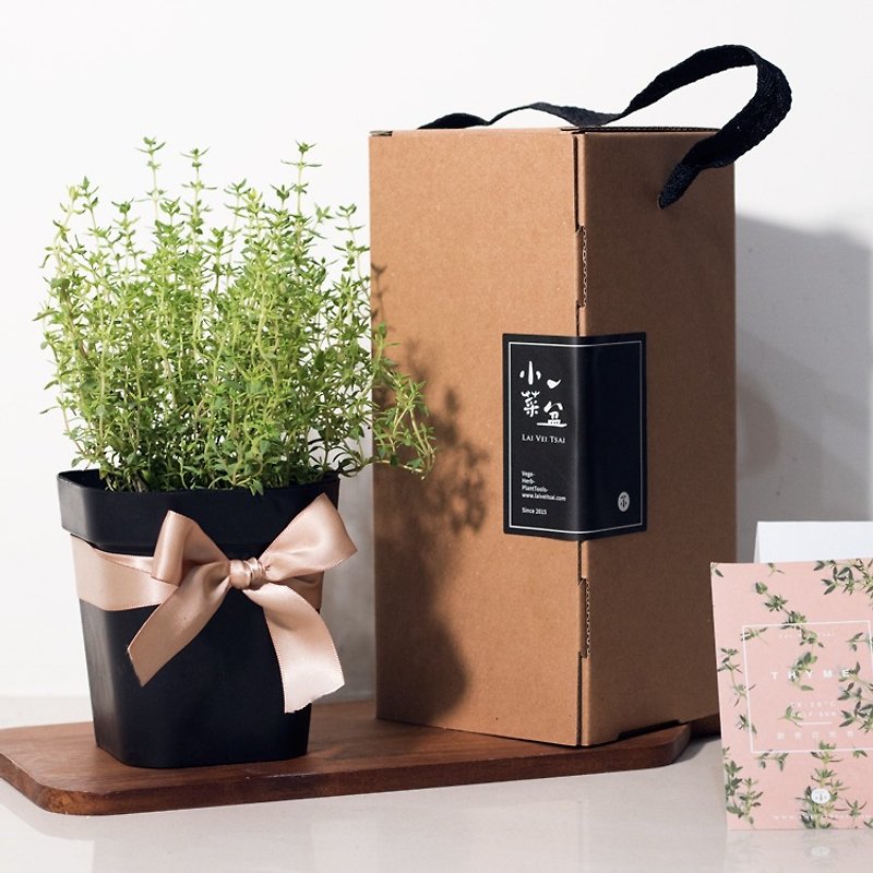 Musk Thyme_Vanilla Potted Gift - Plants - Plants & Flowers 