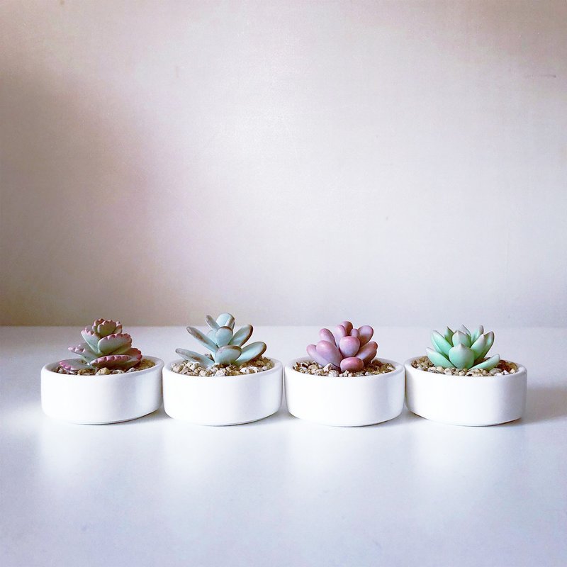 4 small succulent models made upon order are included in the group. Simulated clay succulent plant pot_white porcelain flat round pot - Plants - Clay Green