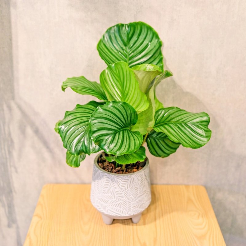 Green apple arrowroot potted Cement pot leaf pattern table potted plant opening gift housewarming gift - ตกแต่งต้นไม้ - พืช/ดอกไม้ 