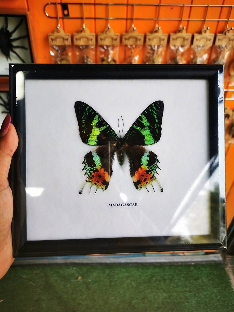 Set Real Madagascar Butterfly Insect Taxidermy Wood Frame Display Home Deco - 壁貼/牆壁裝飾 - 木頭 黑色