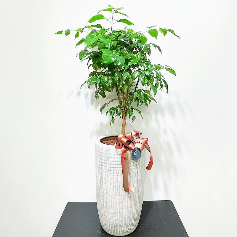 Wangwang tree, Jincai tree | The first choice for opening, congratulations and gifts [Hsinchu limited free shipping] Floor-standing potted plants - ตกแต่งต้นไม้ - พืช/ดอกไม้ ขาว