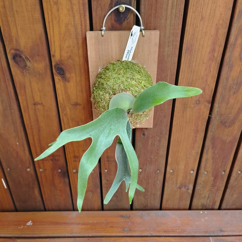 上板鹿角蕨 芬奇(pup) P.Finch sporeling 高冠品種手長分岔細緻 - 盆栽/植栽 - 植物．花 綠色