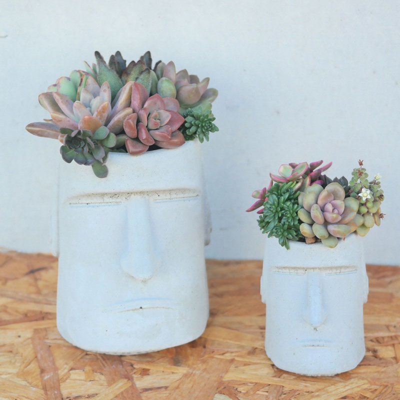 [Doudou Succulent] [Moai Succulent Planting Combination] Housewarming│Gifts│Promotion│Succulents - ตกแต่งต้นไม้ - ปูน 