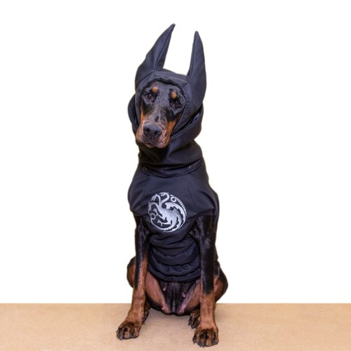 Doberman top pinscher coat