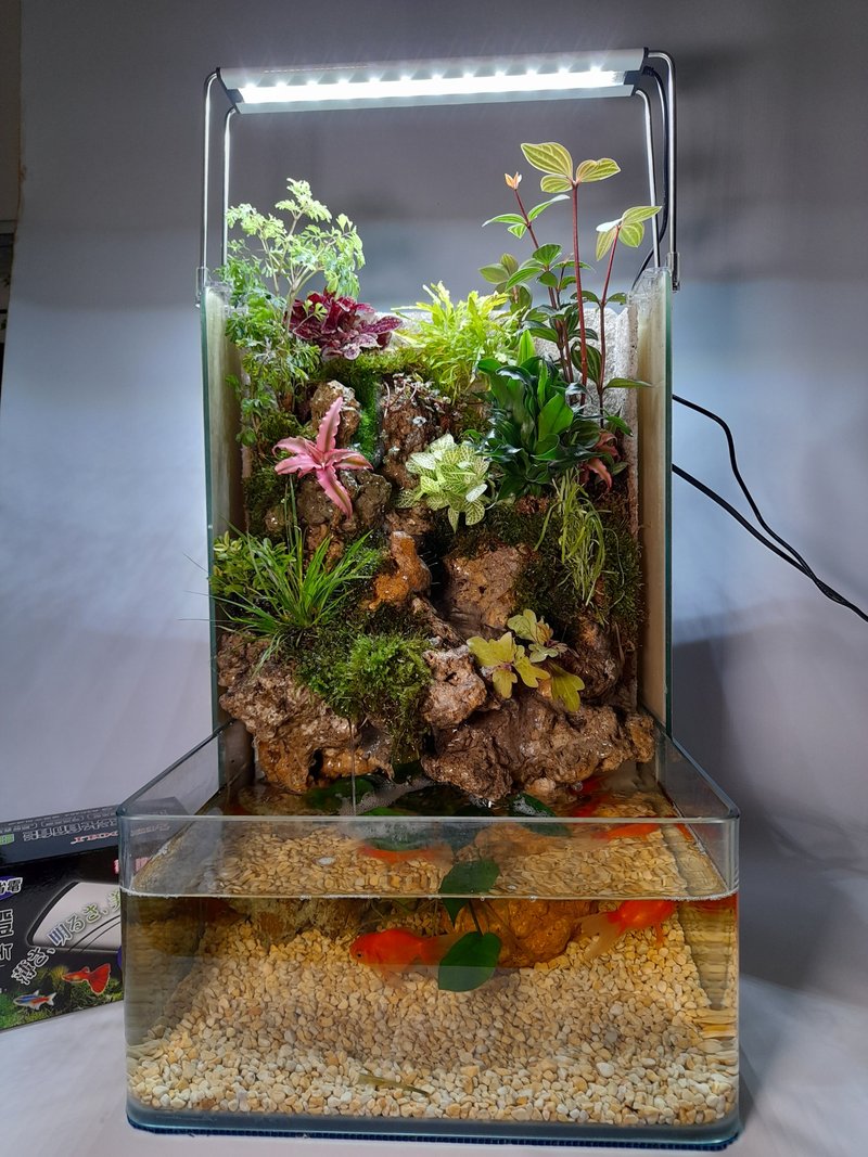 開運生態造景魚缸AE-30 L型高缸  居家風水最耀眼的擺飾 - 盆栽/植栽 - 玻璃 