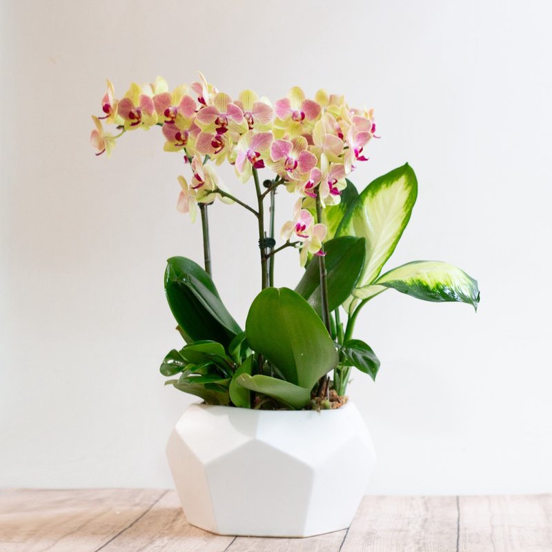 Tricolor Phalaenopsis | 2 plants + foliage - ตกแต่งต้นไม้ - พืช/ดอกไม้ สีม่วง