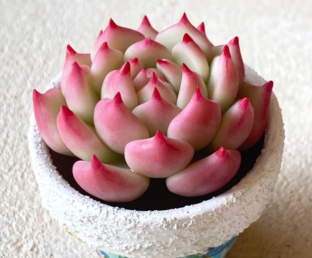 Digital Tutorial for how to make Echeveria Beatrice Shop