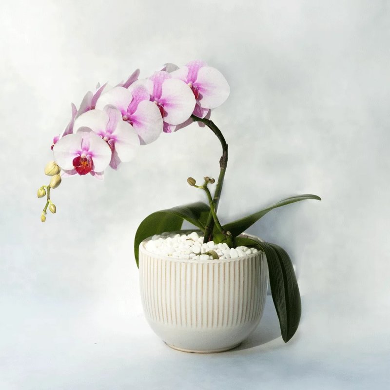 Thin red single Phalaenopsis planting - ตกแต่งต้นไม้ - พืช/ดอกไม้ สึชมพู