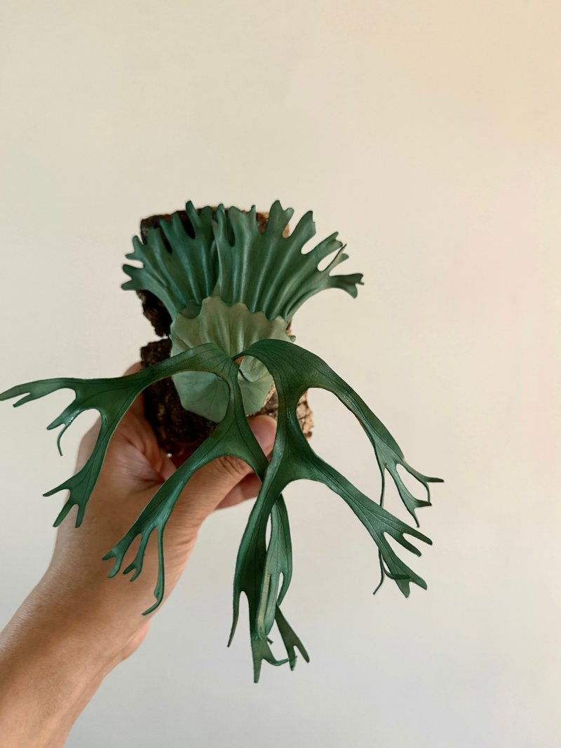 女王皮革鹿角蕨 - 擺飾/家飾品 - 真皮 