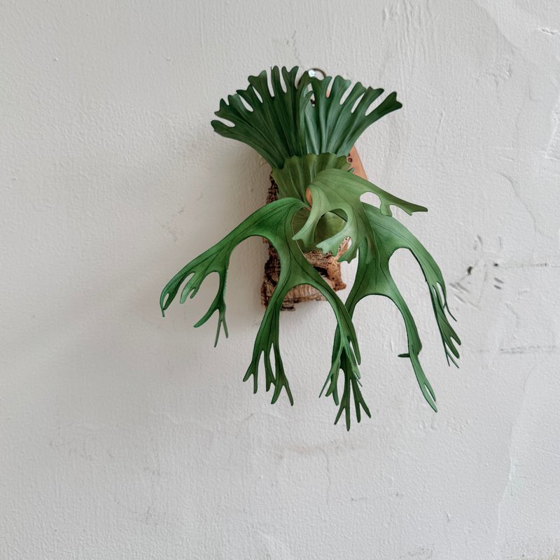 P. wandae 女王_皮革鹿角蕨 - 裝飾/擺設  - 真皮 