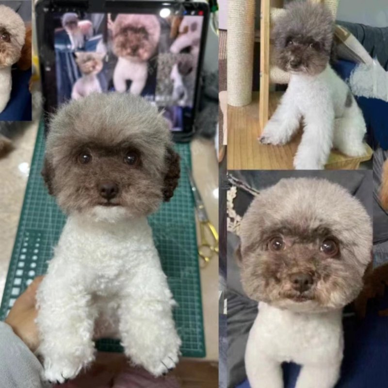 Custom Needle Felted Dog Cat Pet | Personalized Wool Pet Portrait Figurine - Pet Toys - Wool Multicolor
