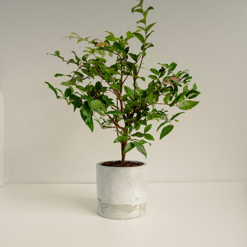 嘉寶果│泥作系列│福所栽 - 盆栽/植栽 - 水泥 綠色