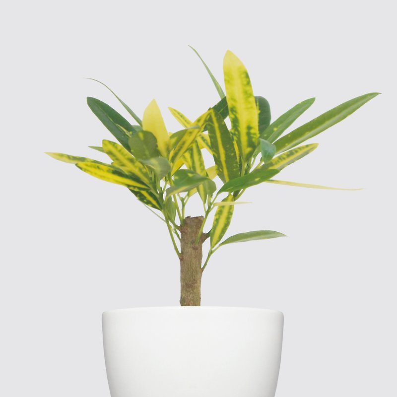 │ Rhino Series │ Golden Finger-Hydroponic Potted Plants for Gifts and Lucky Houseplants - Plants - Plants & Flowers White