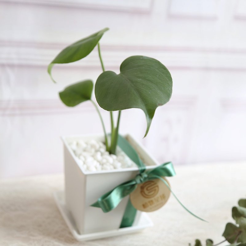 Muji style potted plant PD30/Turtle back taro/white square pot/exchange gift/opening gift/plant design - ตกแต่งต้นไม้ - พืช/ดอกไม้ 