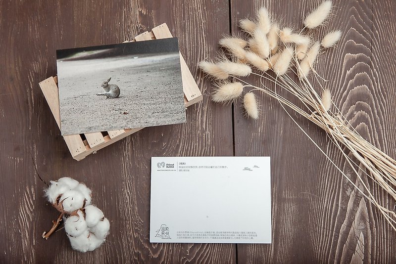 兔子攝影明信片- 獨舞 - 卡片/明信片 - 紙 灰色