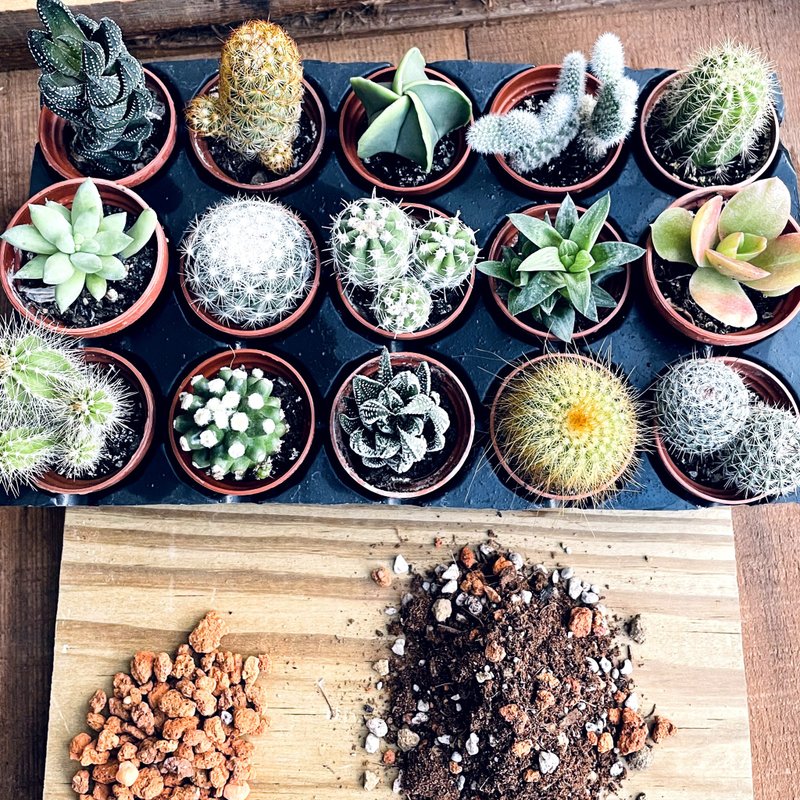 [Mini Cactus or Mini Succulent] Randomly shipped 1-inch pot with special soil + Tangshan Stone - ตกแต่งต้นไม้ - พืช/ดอกไม้ สีเขียว