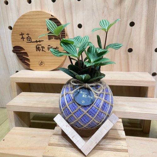 植蕨所在 水苔球植物設計館 【植蕨所在】 多葉蘭 水苔球 水苔球植物 新手植物 室內擺設 居家
