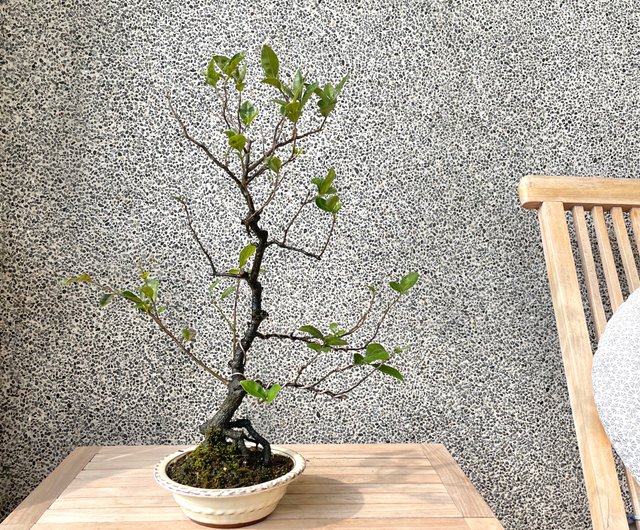 小品盆栽-日本姬柿都紅盆景送禮野趣小品盆栽Rustic Charm Bonsai｜植栽/盆栽人氣榜- Pinkoi