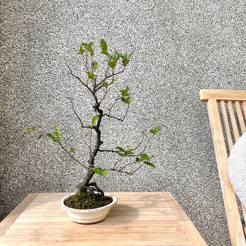 Small bonsai-Japanese Hime Persimmon red bonsai as a gift - ตกแต่งต้นไม้ - พืช/ดอกไม้ 