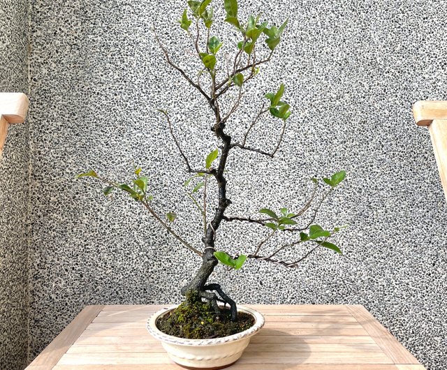 小品盆栽-日本姬柿都紅盆景送禮野趣小品盆栽Rustic Charm Bonsai｜植栽/盆栽人氣榜- Pinkoi