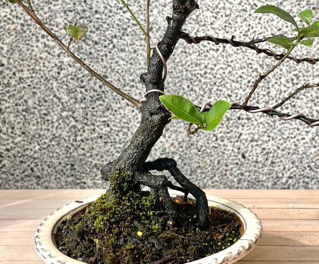 小品盆栽-日本姬柿都紅盆景送禮野趣小品盆栽Rustic Charm Bonsai｜植栽/盆栽人氣榜- Pinkoi