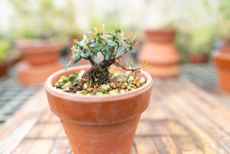 Mini kudzu potted plain potted kudzu potted kudzu bonsai planting - ตกแต่งต้นไม้ - พืช/ดอกไม้ สีเขียว