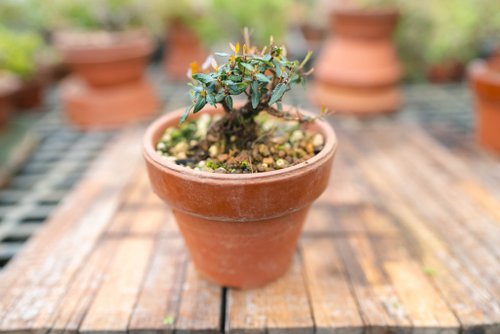 迷你縮緬葛盆栽素燒盆造型盆栽縮緬葛盆景植栽樹日生- Pinkoi 限時優惠活動