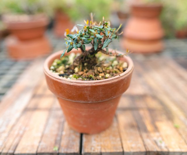 盆栽 ミニ盆栽 寄植え - 埼玉県の生活雑貨