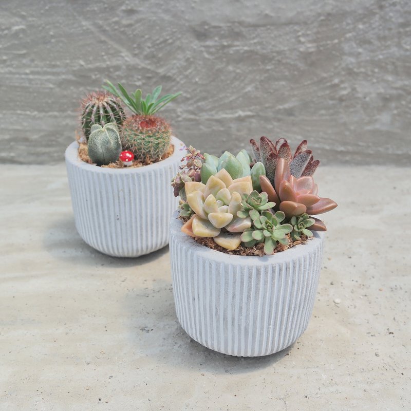 [Doudou Succulents] [Cement Straight Cup Combination] Housewarming│Gifts│Promotion│Succulents - ตกแต่งต้นไม้ - ปูน 